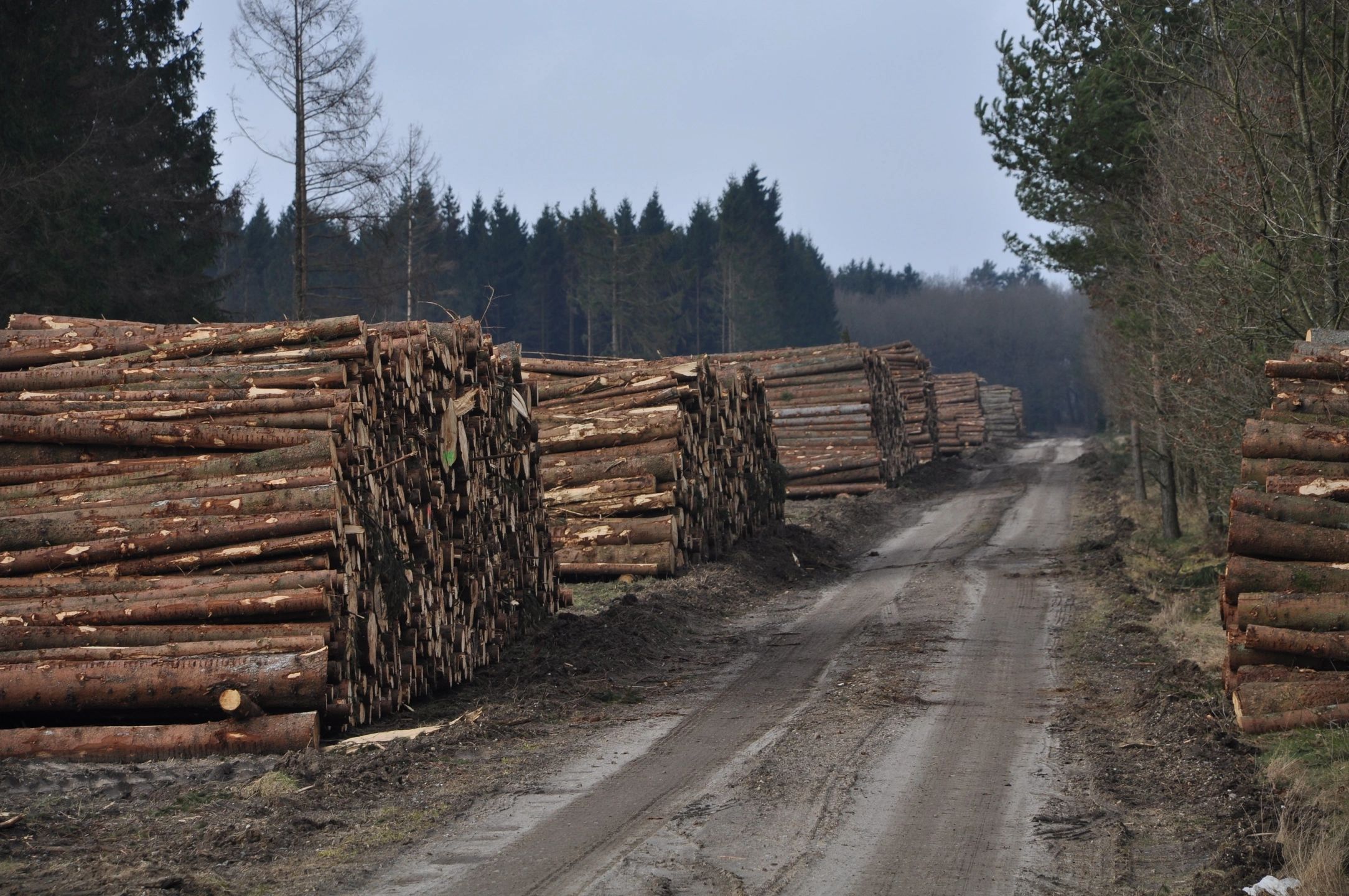 Strategi för Sveriges nationella skogsprogram